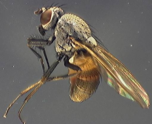 Minettia longiseta